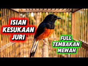 Murai Batu Gacor sangat AMPUH Buat PANCINGAN Murai Batu agar Bunyi JADIKAN burung Murai Gacor EMOSI
