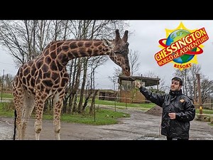 Zootastic Weekends Event Full Walkthrough at Chessington World of Adventures (Jan 2022) [4K]