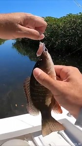 I DROPPED Him in the Chum Bag | South Florida Fishing Channel