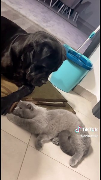 Friendly Interactions Between Black Dog and Grey Cat