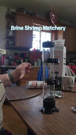 Setting Up a Brine Shrimp Hatchery at Home
