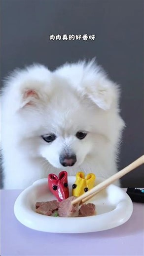 The Unbelievable Story of the Hungry Dog & Mice Buns - Must Watch