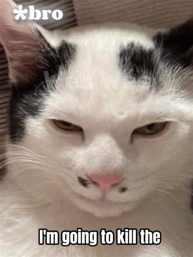 bro is done 😌 #cat #fyp #meme | cat