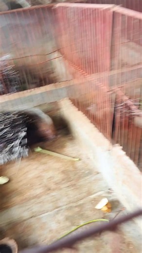 9.3K views · 42 reactions | He Owns The Biggest Porcupine Farm In Cameroon and Africa Part 15 | Njieforti Princewill Gana | Facebook