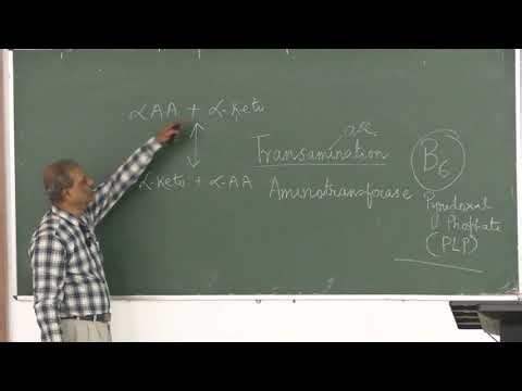 Lecture On Branched-Chain Amino Acid (BCAA) Catabolism & Maple Syrup Urine Disease (MSUD) | MBBS