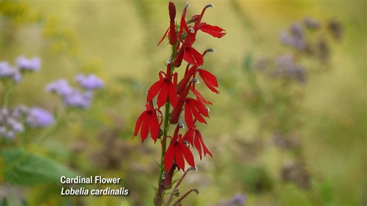 1.2K views · 46 reactions | Red tubular flowers are great for attracting hummingbirds. Serome recommends Cardinal Flower and Coral Honeysuckle as native options, and also Salvia ‘Black and Blue’ as a non native option. Keep up with Serome at The Enchanted Garden! | Virginia Home Grown | Facebook