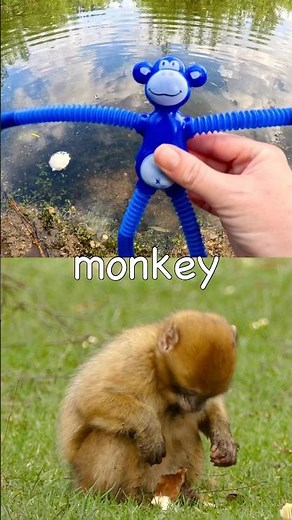 Learn Animal Names for Kids at the Pond: Panda Monkey Polar Bear Bear Iguana