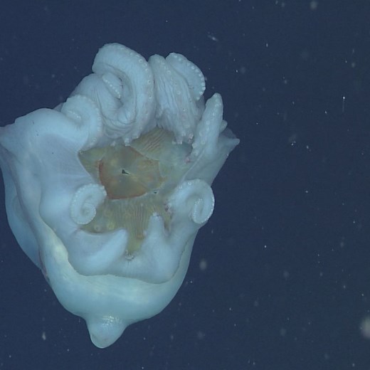 2.9M views · 9.6K shares | Why is this octopus dragging around the leftovers of a jellyfish? | National Geographic | Facebook