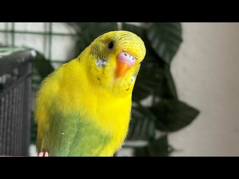 Happiest Budgie sounds for sad nd lonely birds 😍🩵sound therapy 