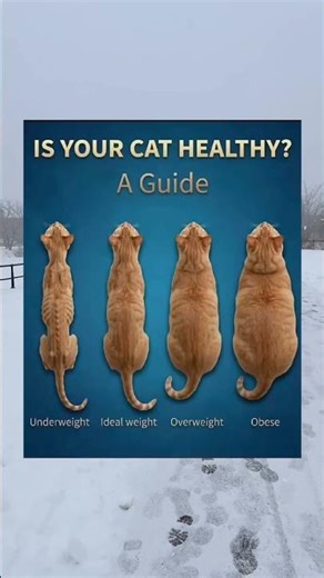 Cat Health Guide From Underweight To Obese Visual Reference 🐱 #CatHealth #PetCare