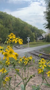 81K views · 3.1K reactions | The Bald Knob train rolls through the crossing. #cassrailroad | Cass Scenic Railroad | Facebook