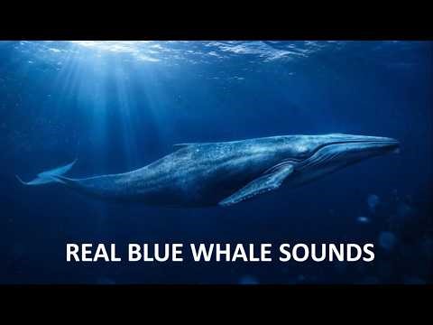 Low Frequency Blue Whale Sounds | Underwater Ambience for Relaxation & Meditation
