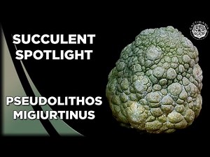 Succulent Spotlight - Pseudolithos Migiurtinus | Narrated by NOT Sir David Attenborough #Cactus