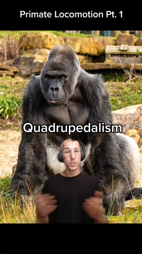 PrimatePost on TikTok