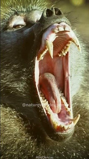 Chacma Baboon vs. Mandrill | Who Reigns Supreme?