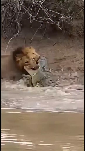 Tanzania Wander | Safari and Travel on Instagram: "How Crocodiles Survive Long Periods Without Food Crocodiles are among the most resilient predators on Earth, capable of surviving for weeks or even months without eating. This remarkable ability is the result of millions of years of evolution, allowing them to thrive in environments where food availability can be unpredictable. One of the key reasons crocodiles can go so long without food is their extremely slow metabolism. As cold-blooded repti