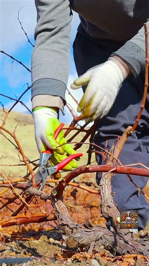🍇 Pruning Black Grapevines in Iran