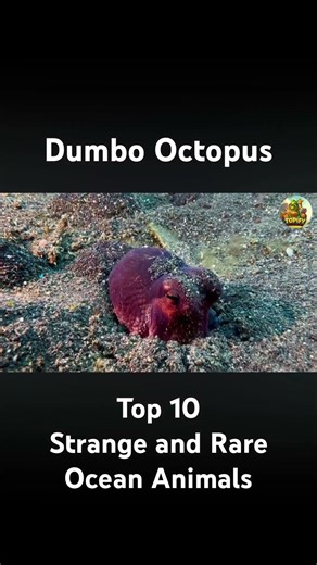 The Dumbo Octopus. Small, cute and named after Disney’s cartoon character. #top10 #animals #dumbo