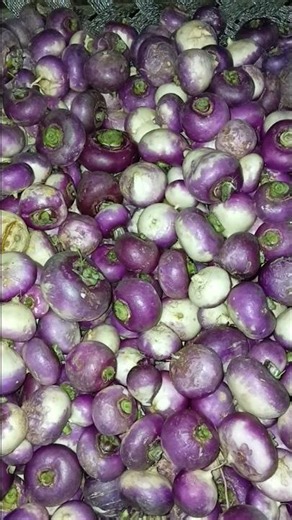 Watch us harvest these hakurei turnips from our high-production garden#turnip#turnipfarming #farming