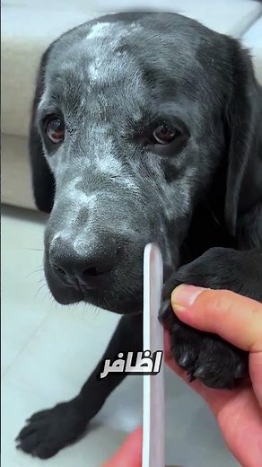 Full Makeup for a Cute Dog! 💄🐾