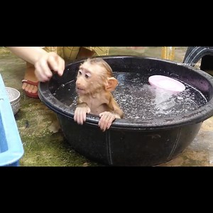 10K views · 408 reactions | Obediently & Good Discipline!! Dodo And Donal Waiting Mory & Moly Join Breakfast Together Part 52 | Monkey Dodo | Facebook