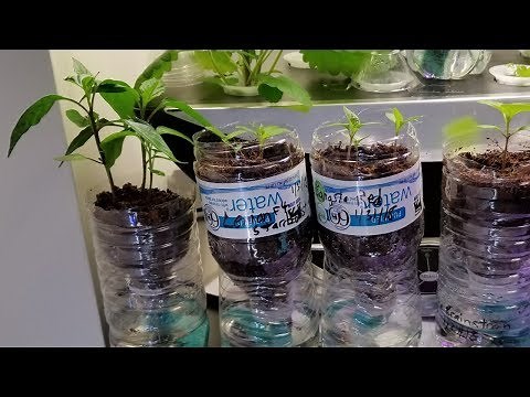 Easy, cheap DIY seed starting system made from water bottles