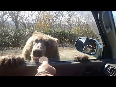 Driver Feeds Bear Cub Cookies From Car