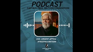 10K views · 361 reactions | ✊PODCAST : #FreePaulWatson In less than 2 weeks the Danish Ministry of Justice will announce a decision on Paul's extradition! We can not allow Captain Paul Watson to be extradited, Denmark must #FreePaulWatson! Listen to our podcast and use your voice to amplify our calls for justice! Listen now > https://www.paulwatsonfoundation.org/podcast/ Available on our website, iTunes, Spotify & Amazon Music | Captain Paul Watson Foundation | Facebook