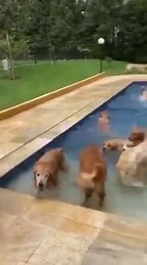 13K views · 1K reactions | Pool Party     | Animal World | Facebook
