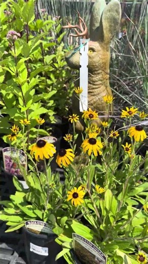Late Summer Garden Favorites That Can Handle the Heat ☀️🌿