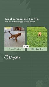 💡 Explore the success stories of real dogs who've flourished with Dog Zen's Virtual Schools! From leash-reactive to leash-trained, from toileting inside to outdoors, see the remarkable progress you can achieve through our expert guidance and personalised support. Ready to see your pup thrive? 🎥🐾 | Mark Vette - Animal Behaviourist