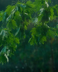 6K views | Sometimes soothing sounds are actually comforting chomps. #MilkBone #MoreDog #ComfortChews #MilkBoneFun #DogLife | Milk-Bone Canada | Facebook