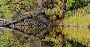 Female cow elk standing on lake shore eating plants, reflection on water surface