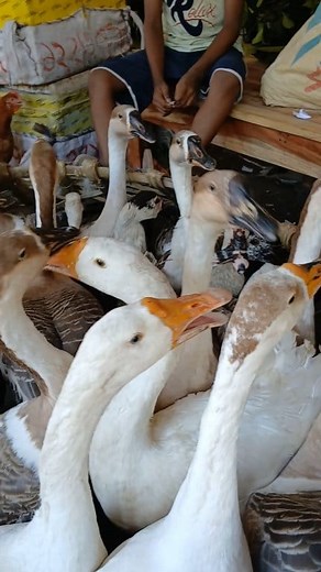 Many goose calling together. #goose #gooseneck #goosecalling | Animals XYZ