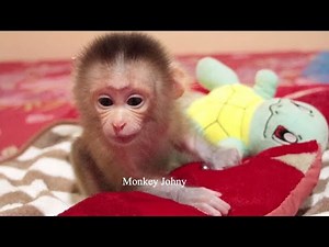 WOW!! Good Health Newborn Baby Monkey Poops Outside After Drinking Milk 2 Bottles
