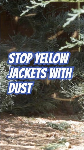 How to Dust a Yellow Jacket Nest | DoMyOwn.com