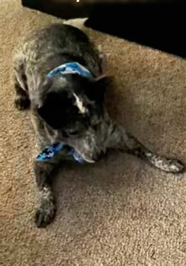 Short bursts of play, calm routines and time with her person are Opals favorite things. #adoptdontshop #austrailiancattledog #cattledog #milwaukieoregon #adoptadog