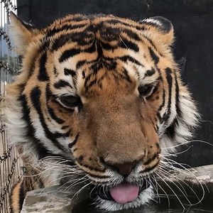 344K views · 98K reactions | Thank you. Gracias | The Black Jaguar-White Tiger Foundation | Facebook