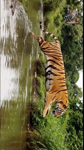 Epic Leap: Huge Tiger Jumps & Crosses River! 🐅🌊 #wildlife #nature