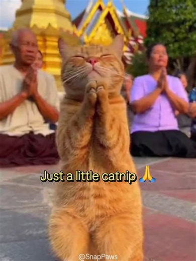 Testing His Luck in Thailand