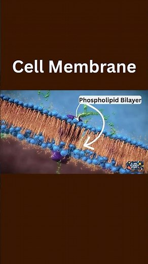 Cell Membrane #scienceexplained #science #biology