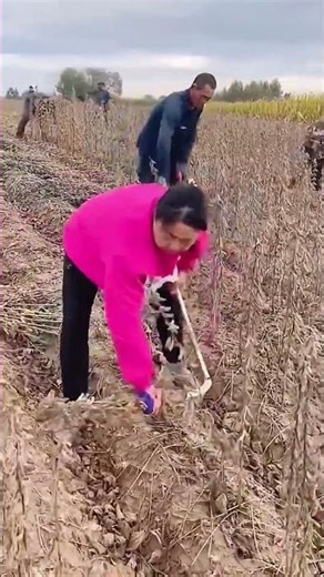 Harvesting process of ripe soybeans