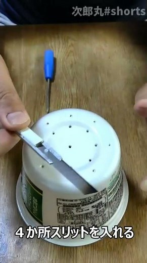 【ネギの育て方】発芽したネギ苗を畑に定植サイズまで大きくする方法【家庭菜園】#shorts