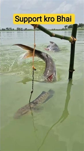 😱 You Won’t Believe How These Fish Were Caught!