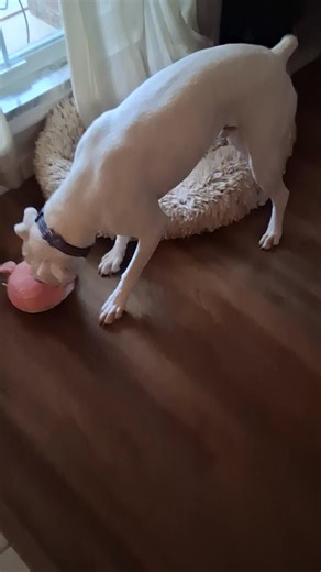 We r dogsitting an Albino Boxer. He is so much fun. Here he is just moments ago. | Kathy Whorton