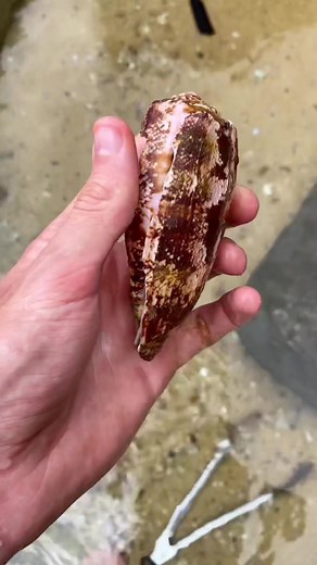 Reply to @book_it_ #tbt my deadliest shell find ever.. #fyp #shells #shellcade #shelltok #textilecone #geography #coneshell #deadly #nightmare