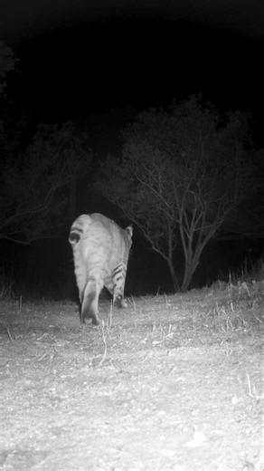 California Bobcat🐆Bobtail Stroll #bobcat