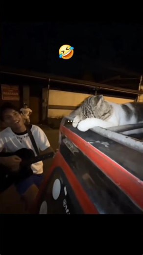 When cat become a sound engineer 🤣 #funny #viral #memes