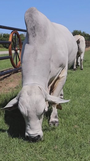 6.1K views · 4.6K reactions | Constancia y dedicación es Río Ranch  @raul_montez_rio #razascebuinas #costume #usa #trabajo | Kender Novoa | Facebook