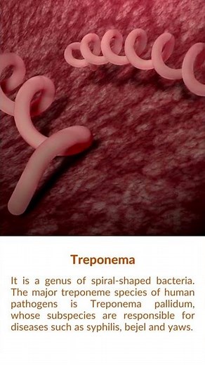 What is Treponema Bacteria?